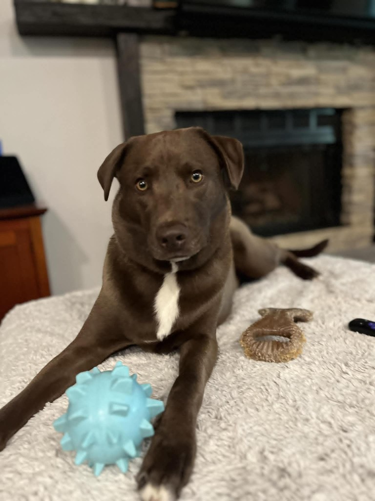 Teddy, Dr. Amanda's dog who joins at the clinic for therapeutic support